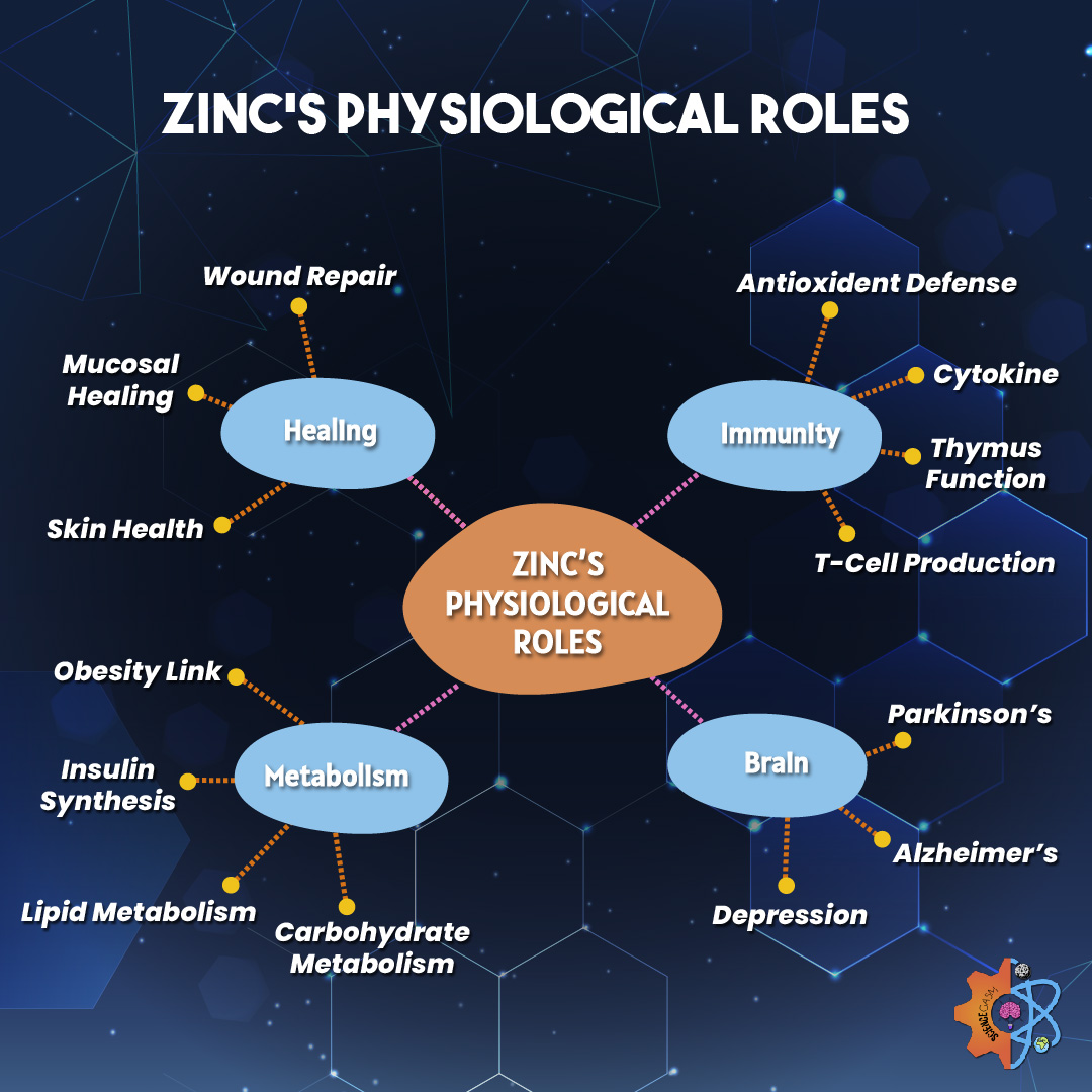 Comprehensive Mind Map of Zinc's Physiological Roles