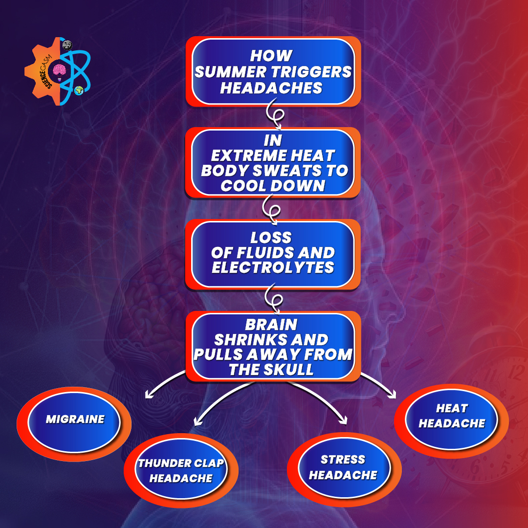 Flowchart infographic titled “How Summer Triggers Headaches.” It shows that in extreme heat, the body sweats to cool down, leading to loss of fluids and electrolytes. This causes the brain to shrink and pull away from the skull, resulting in different types of headaches: migraine, thunderclap headache, stress headache, and heat headache.