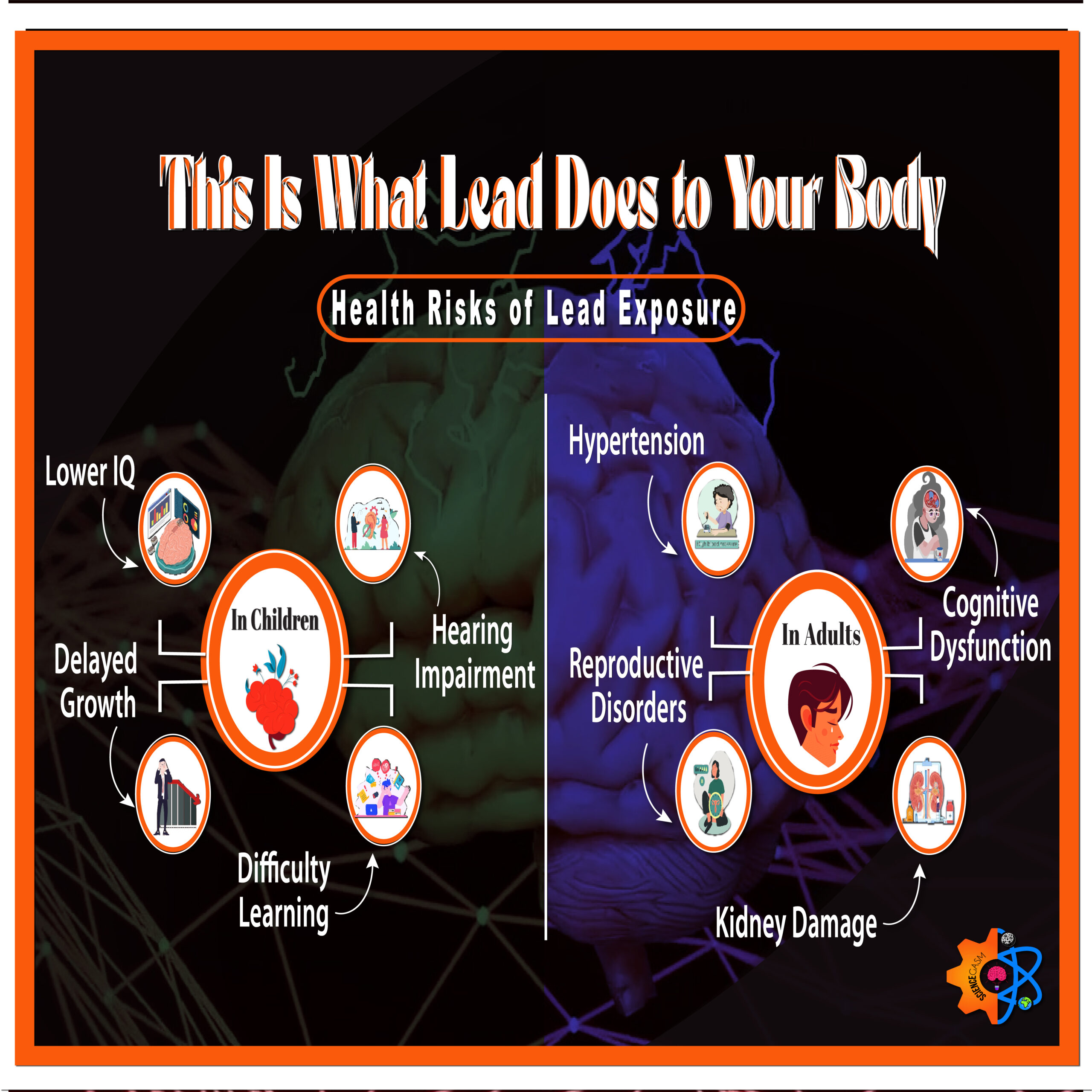 This is a split image showing the health risks of lead exposure in chiildren on one side and in adluts on the other. 