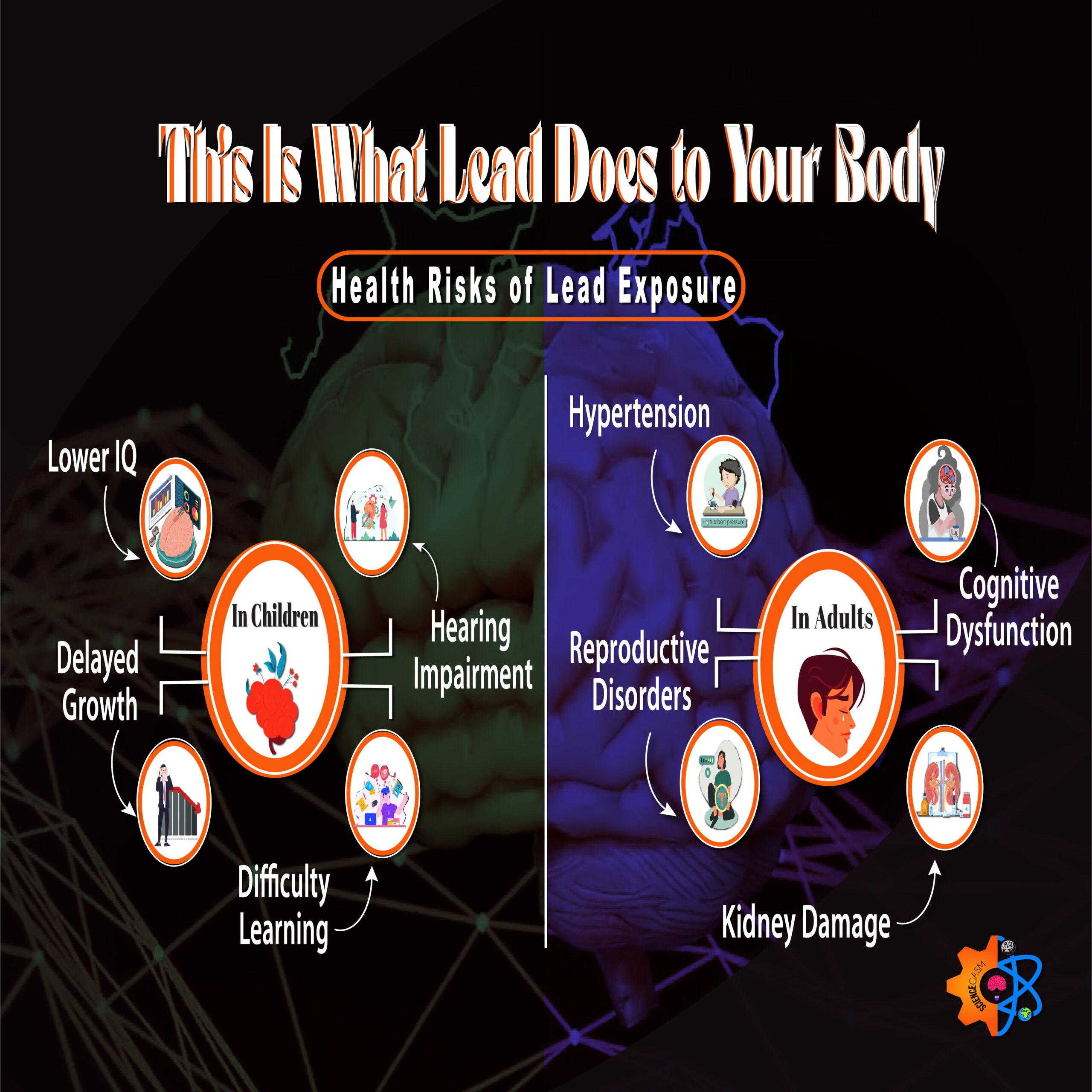 This is a split image showing the health risks of lead exposure in chiildren on one side and in adluts on the other.