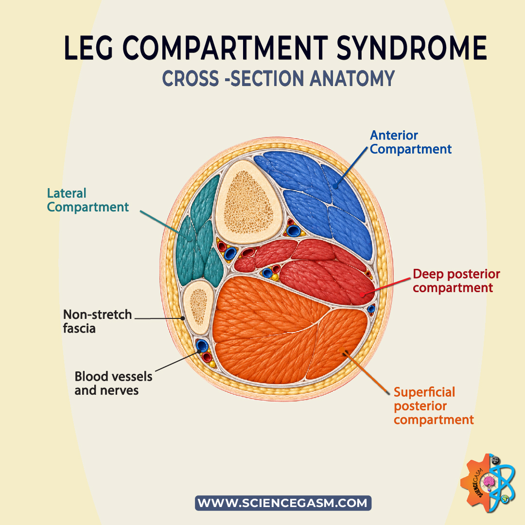 Cross section anatomy of leg compartments anterior lateral superficial and deep posterior compartments with fascia