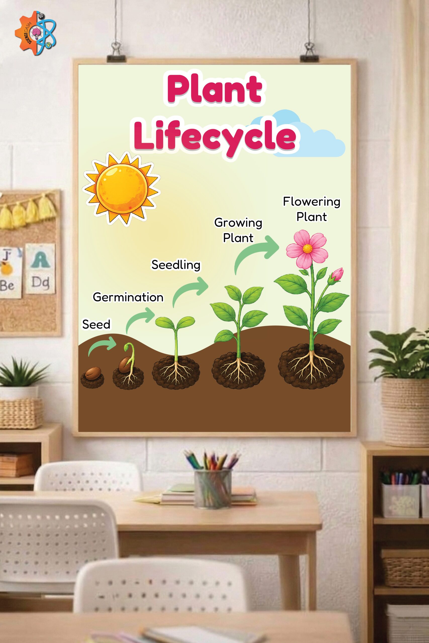 An educational botany poster titled Plant Lifecycle showing stages from seed to flowering plant on an elementary classroom wall.